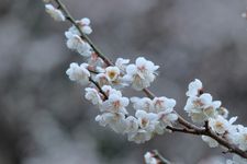 Bunga plum yang melambangkan ketahanan dan harapan ini mekar dari pertengahan Februari hingga akhir Maret.