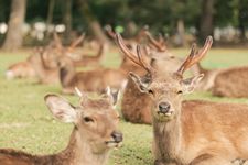 Rusa liar di Nara Park, Prefektur Nara, Jepang.