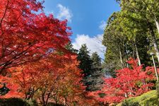 Tempat wisata wajib di Prefektur Wakayama, Jepang: Gunung Koya (Koya-san).