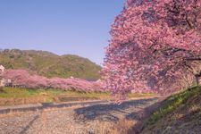 Bunga sakura di Kawazu, Prefektur Shizuoka, mekar pada awal Februari sampai awal Maret.