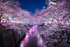 Bunga sakura mekar di Sungai Meguro, Tokyo, Jepang.