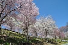 Kebun Binatang dan Kebun Raya Higashiyama.