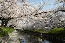 Pemandangan sakura di Sungai Gojo.