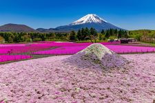 Fuji Shibazakura Festival 2025, hamparan sakura di kaki Gunung Fuji.