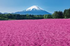 Fuji Shibazakura Festival 2025, hamparan sakura di kaki Gunung Fuji.