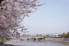 Sungai Kamo, tempat terbaik melihat sakura di Kota Kyoto, Jepang.