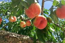 Buah persik manis dan juicy dari Prefektur Okayama, Jepang.