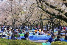 Hanami atau menikmati bunga sakura di Taman Yoyogi, Tokyo, Jepang. (Foto diambil pada 31 Maret 2018)