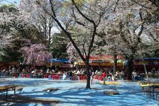 Hanami atau menikmati bunga sakura di taman Kuil Yasukuni, Tokyo, Jepang. (Foto diambil pada  4 April 2014)