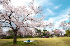 Sakura mekar memenuhi taman Taman Expo 70 Commemorative, Osaka, Jepang.