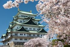 Sakura bermekaran di taman Kastil Nagoya selama musim semi.