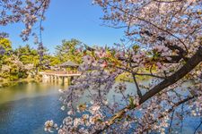 Taman Tsuruma, tempat terbaik di Nagoya untuk melihat bunga sakura mekar.