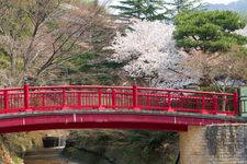 Nene-bashi, jembatan di Arima Onsen dipenuhi sakura mekar saat musim semi.