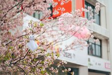 Boneka penangkal hujan teru-teru bozu digantung di pohon sakura.
