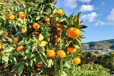Mikan, jeruk khas Prefektur Ehime, Jepang.