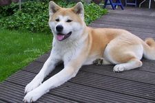 Akita inu, anjing asli Jepang.