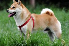 Shiba inu, anjing asli Jepang yang sering dikira mirip akita inu.