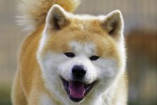 Muka lucu anjing akita asli Jepang.