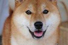 Muka menggemaskan anjing shiba asli Jepang.