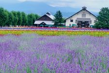 Ladang Bunga Lavender Furano di Hokkaido, Jepang.