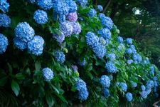Bunga Hortensia di Taman Asukayama di Tokyo, Jepang.