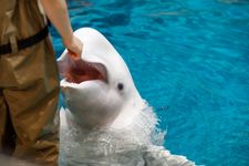 Atraksi paus beluga di Port of Nagoya Public Aquarium, Nagoya, Jepang