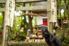 Kucing hitam di depan kuil kucing Pulau Tashirojima.