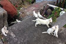 Sekelompok kucing putih di Pulau Okishima, area Danau Biwa, Prefektur Shiga, Jepang.