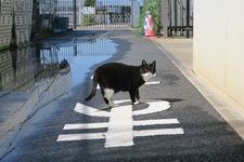 Kucing berjalan-jalan di Pulau Enoshima, dekat Tokyo.