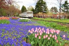 Taman Yurigahara saat musim semi di Hokkaido, Jepang.