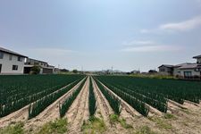 Sawah khusus daun bawang di Matsubara Farm, Prefektur Toyama, Jepang, Selasa (20/5/2025).
