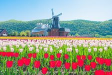 Taman tulip Kamiyubetsu di Hokkaido, Jepang.