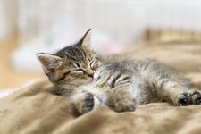 Ilustrasi kucing sedang tidur. Oyasuminasai (おやすみなさい) dalam Bahasa Jepang artinya selamat malam.