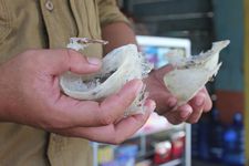Hasil panen sarang burung walet.
