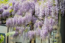 Tanaman merambat wisteria di Taman Tenjiyama, Hokkaido, Jepang.