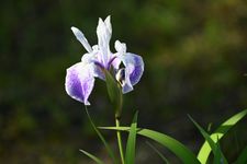 Iris, bunga musim panas di Jepang yang mekar pada Mei sampai Juni.