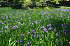 Iris, bunga musim panas di Jepang yang mekar pada Mei sampai Juni.