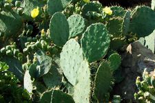 Kaktus prickly pear atau kaktus pir berduri jadi superfood baru di Jepang.