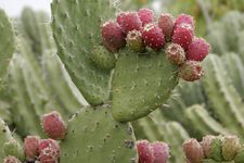 Kaktus prickly pear atau kaktus pir berduri jadi superfood baru di Jepang.
