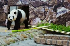 Saihin, salah satu dari empat panda di kebun binatang di Prefektur Wakayama, Jepang, yang pulang kampung ke China. Kini, panda di Jepang tinggal 2 ekor.