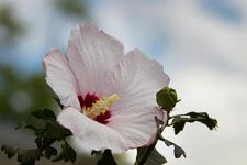 Rose of sharon atau mukuge, bunga yang mekar saat musim panas di Jepang.