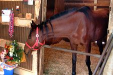 Haru Urara, kuda balap Jepang legendaris yang populer meski tak pernah menang, menikmati masa tuanya di Martha Farm, Prefektur Chiba. Ia tutup usia pada 29 tahun akibat kolik.