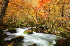 Lembah Oirase di Prefektur Aomori, Tohoku, Jepang, membentang sepanjang 14 kilometer dengan panorama musim gugur yang menakjubkan.