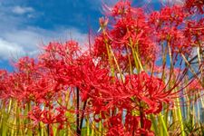 Bunga red lily spider atau higanbana di Jepang melambangkan kehidupan dan kematian, biasanya tumbuh saat musim gugur.