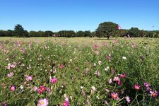 Showa Kinen Park, salah satu taman bunga terindah di Jepang.