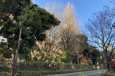 Shinjuku Gyoen National Garden, salah satu taman bunga terindah di Jepang.
