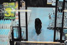 Seekor beruang masuk ke dalam sebuah supermarket di Kota Numata, Prefektur Gunma, pada 7 Oktober 2025.