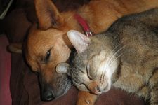 Kucing dan anjing lucu untuk teman main di rumah.