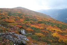 Daun-daun berwarna merah, kuning, dan hijau di Gunung Mitsuishi di Kota Hachimantai, Prefektur Iwate, Jepang.