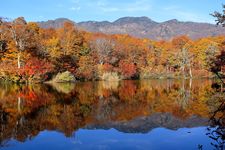 Jalur Shinrin Yoku di sekitar Danau Kamaike, dekat Otari, Prefektur Nagano, Jepang.